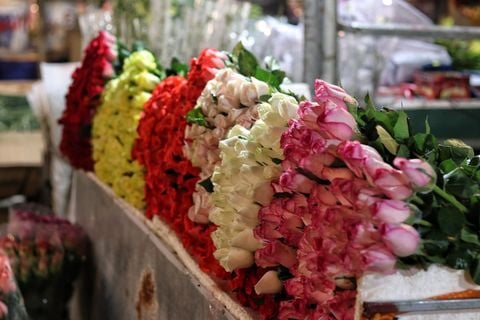 CÁCH CHỌN HOA HỒNG ĐẸP, HÀNG CHẤT LƯỢNG