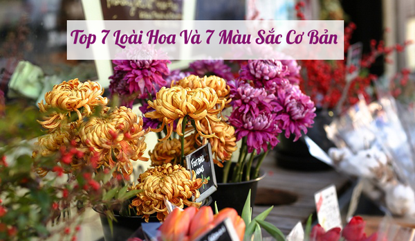 Top 7 Loài Hoa Và 7 Màu Sắc Cơ Bản