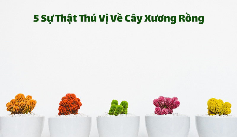 5 Sự Thật Thú Vị Về Cây Xương Rồng – Gauconflower