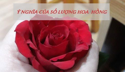 Ý NGHĨA CỦA SỐ LƯỢNG HOA HỒNG