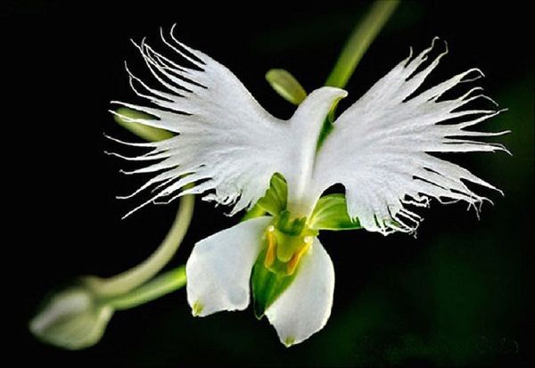 Hình ảnh về hoa hình thù ngộ nghĩnh sẽ mang đến cho bạn cảm giác thú vị đầy bất ngờ khi được chiêm ngưỡng các loài hoa có hình dáng độc đáo và khác biệt.