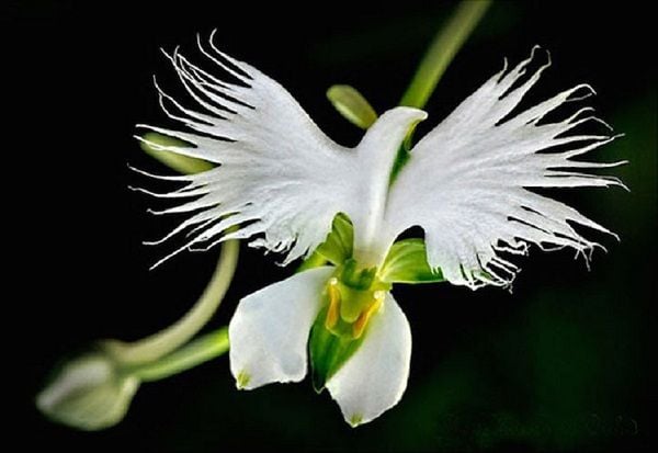 Loài hoa có hình thù ngộ nghĩnh (Funny shaped flowers): Khám phá những loài hoa có hình thù ngộ nghĩnh và lạ mắt trong những bức ảnh tuyệt đẹp, giúp bạn tìm lại niềm vui và cảm giác thú vị.