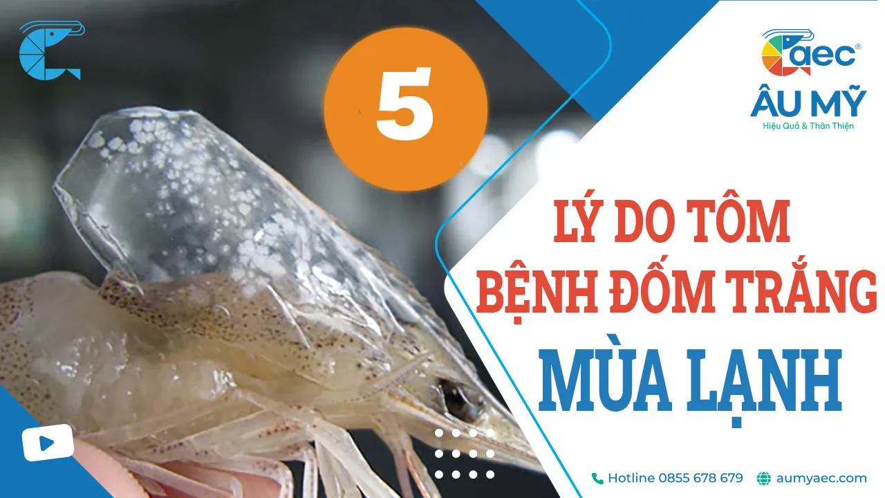 5 lý do Mùa lạnh Tôm dễ bị Bệnh đốm trắng ?