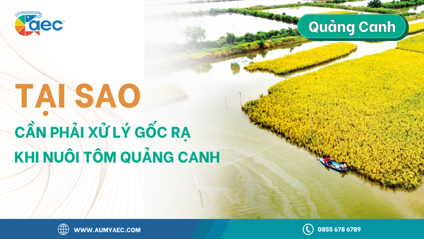 Gốc Rạ, Rơm Rạ Là Gì? Tại Sao Cần Xử Lý Gốc Rạ Khi Nuôi Tôm? Giải Pháp Hiệu Quả Từ ZK 07 và Navec Biozym