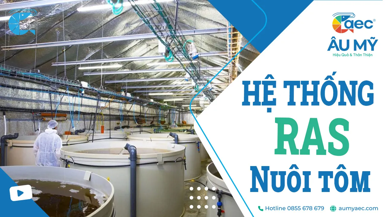 Hệ thống RAS (Recirculating Aquaculture System): Giải pháp Công nghệ Nuôi Trồng Thủy Sản Tiên Tiến và Bền Vững