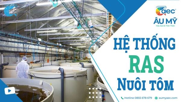 Hệ thống RAS (Recirculating Aquaculture System): Giải pháp Công nghệ Nuôi Trồng Thủy Sản Tiên Tiến và Bền Vững