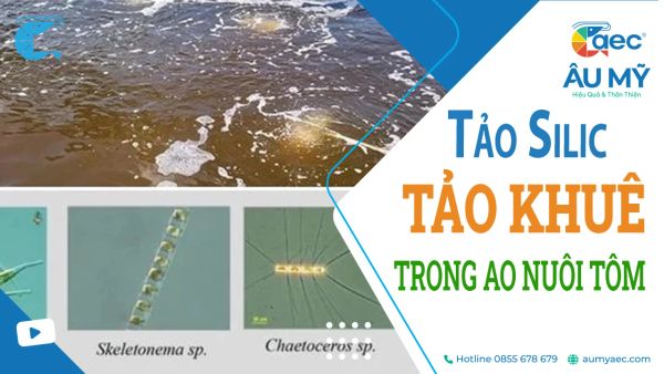 Tảo Khuê (Tảo Silic): Lợi ích và Cách gây tảo Hiệu quả trong Ao nuôi tôm