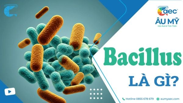 Bacillus là gì? Vai trò quan trọng của vi khuẩn gram dương trong sức khỏe và nông nghiệp