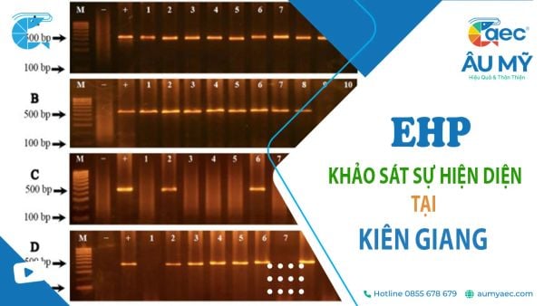 Bệnh EHP trên tôm thẻ chân trắng nuôi tại Kiên Giang