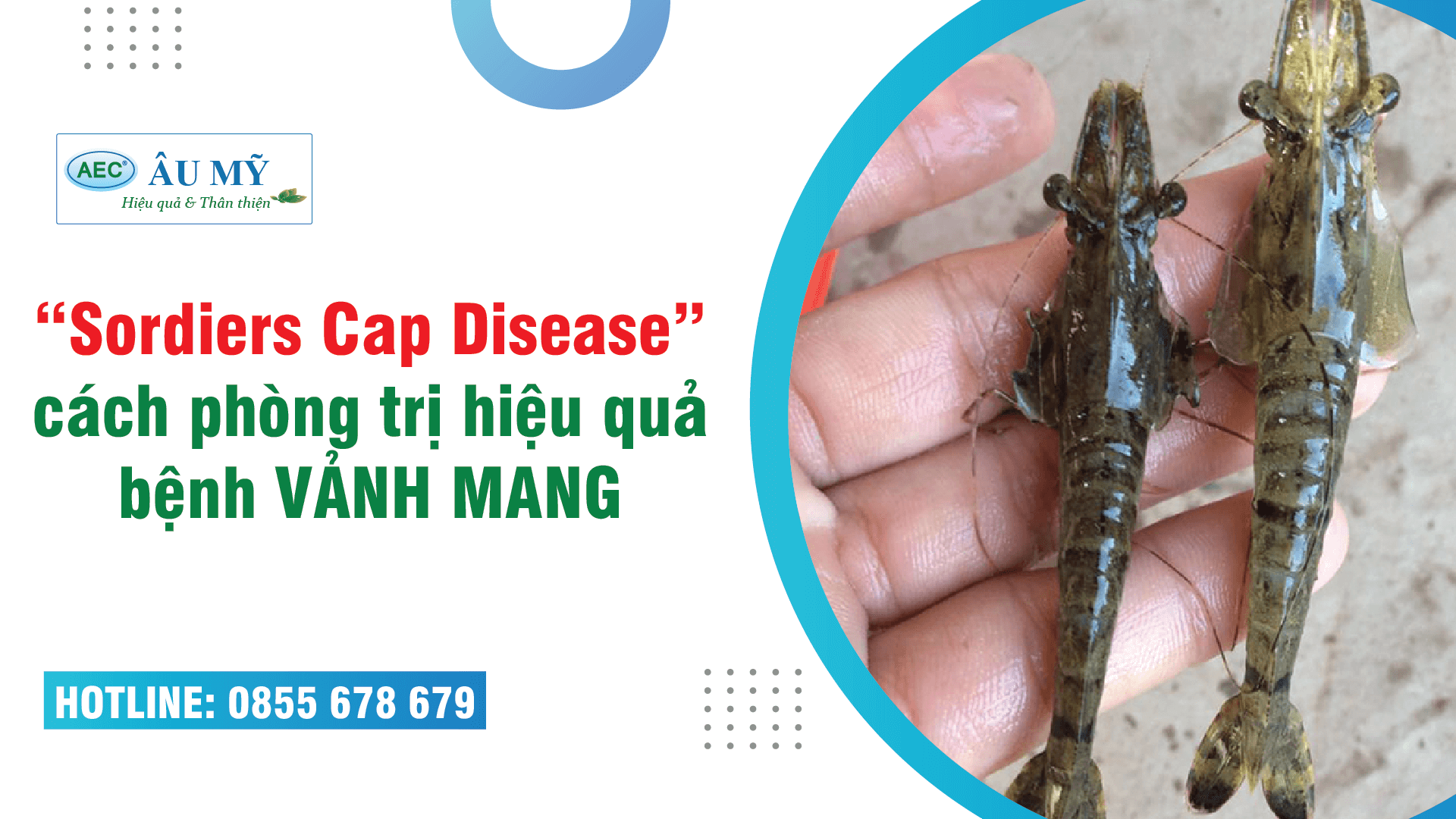 “Sordiers Cap Disease”- bệnh VẢNH MANG, cách phòng trị hiệu quả