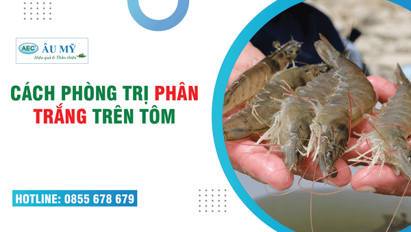 Cách phòng và trị tôm BỆNH PHÂN TRẮNG