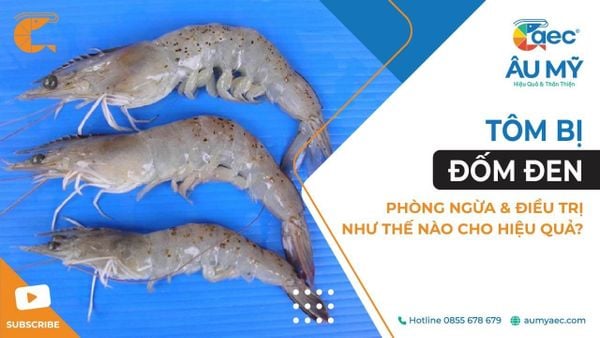 TÔM BỆNH ĐỐM ĐEN MÙA MƯA & CÁCH PHÒNG TRỊ HIỆU QUẢ CHO AO NUÔI