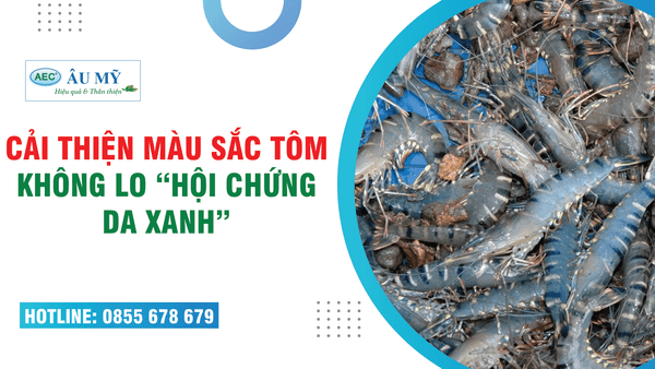 TÔM MÀU XANH CẦN CẢI THIỆN MÀU NHƯ THẾ NÀO ?