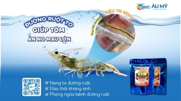 Hướng dẫn sử dụng Zym Thaid - Giúp tôm mau lớn