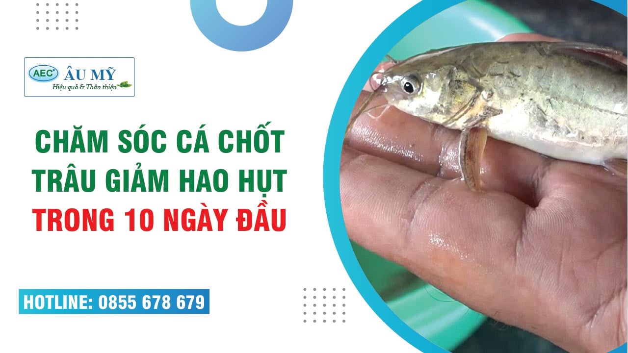 CÁ CHỐT TRÂU CẦN CHĂM SÓC THẾ NÀO ĐỂ GIẢM HAO THỤT TRONG 10 NGÀY ĐẦU