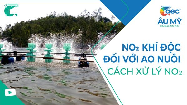 NO2 - KHÍ ĐỘC VỚI TÔM và CÁCH XỬ LÝ NO2