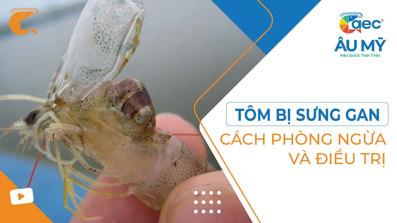 TÔM BỊ SƯNG GAN - CÁCH PHÒNG NGỪA VÀ ĐIỀU TRỊ