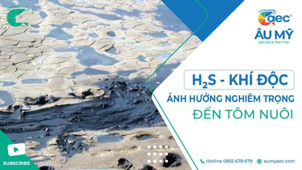 H2S - KHÍ ĐỘC ẢNH HƯỞNG NGHIÊM TRỌNG ĐẾN TÔM NUÔI