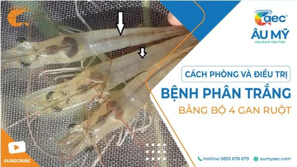 CÁCH PHÒNG VÀ ĐIỀU TRỊ BỆNH PHÂN TRẮNG TRÊN TÔM BẰNG BỘ TỨ GAN - RUỘT AEC