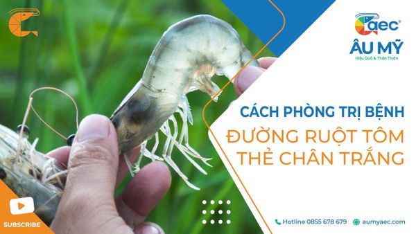 Cách Phòng trị bệnh đường ruột tôm thẻ chân trắng