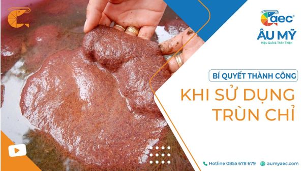 TRÙN CHỈ và TRÙN HUYẾT: GIẢI PHÁP THỨC ĂN TỰ NHIÊN CHO TÔM PHÁT TRIỂN NHANH