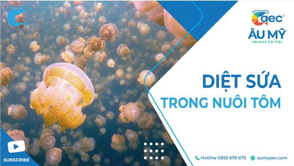 DIỆT SỨA TRONG NUÔI TÔM - DM 1000
