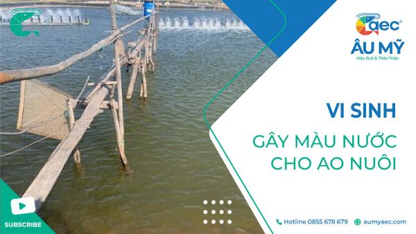 VI SINH GÂY MÀU NƯỚC CHO AO NUÔI TÔM CÁ