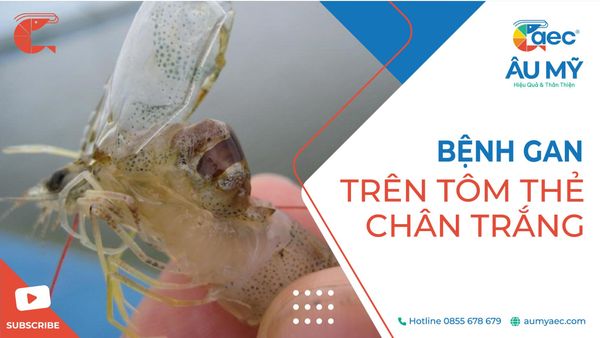BỆNH GAN TRÊN TÔM THẺ CHÂN TRẮNG