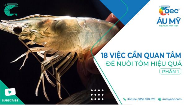 18 VIỆC CẦN QUAN TÂM ĐỂ NUÔI TÔM HIỆU QUẢ (Phần 1)