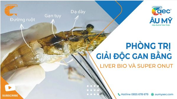 GIẢI ĐỘC GAN BẰNG LIVER BIO VÀ SUPER ONUT PHỤC HỒI TỐT NHƯNG PHÒNG HAY HƠN TRỊ