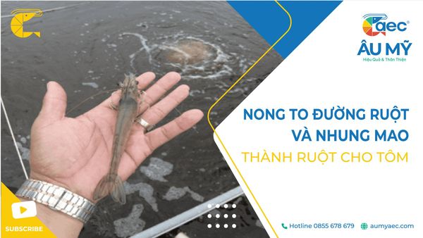 NONG TO ĐƯỜNG RUỘT VÀ NHUNG MAO THÀNH RUỘT CHO TÔM BẰNG CÁCH NÀO?