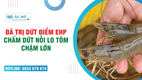 Bệnh EHP làm TÔM CHẬM LỚN - Đã có giải pháp trị dứt điểm bằng thảo dược