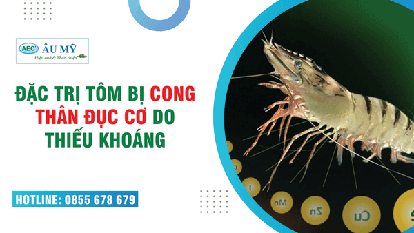 Cách xử lý tôm bị đục cơ, cong thân do hiện tượng thiếu khoáng chất
