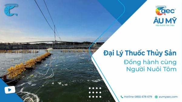 Đại Lý Thuốc Thủy Sản Âu Mỹ - Đồng hành cùng Người Nuôi Tôm