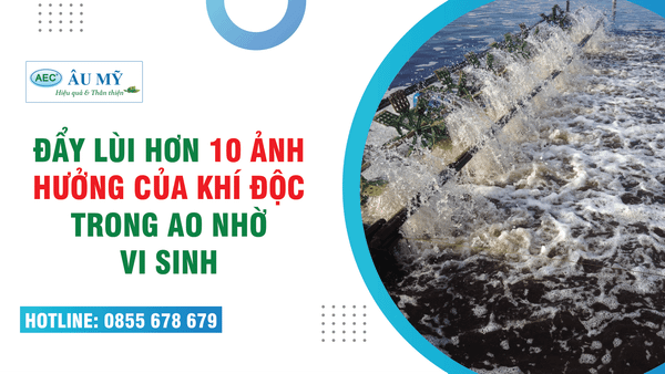 Đẩy lùi hơn 10 ảnh hưởng xấu của khí độc trong ao nuôi tôm nhờ sử dụng Vi sinh