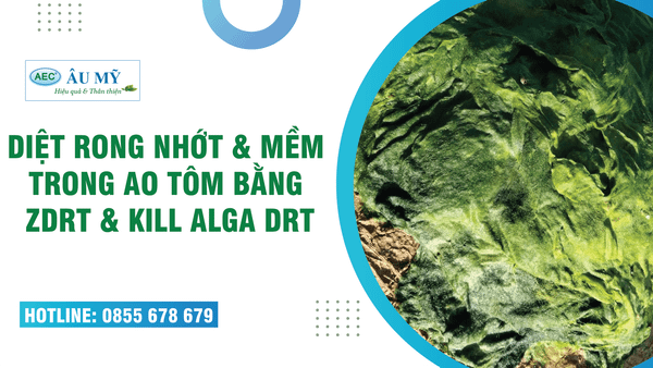 CÁCH DIỆT RONG TRONG VUÔNG TÔM - MỌI ĐIỀU BÀ CON NUÔI TÔM CẦN BIẾT