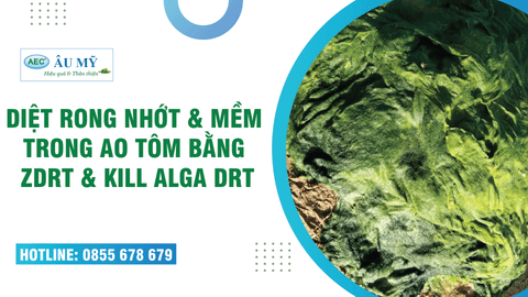 CÁCH DIỆT RONG TRONG VUÔNG TÔM - MỌI ĐIỀU BÀ CON NUÔI TÔM CẦN BIẾT