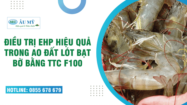 Điều trị EHP đạt HIỆU QUẢ cao trong ao đất lót bạt bờ băng cách sử dụng TTC F100