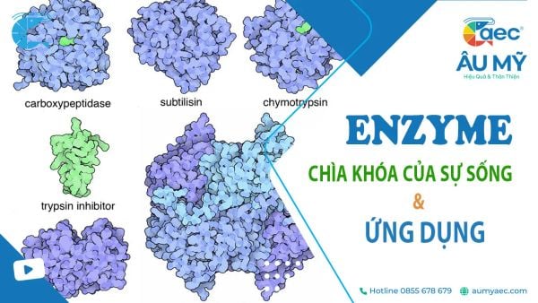 Enzyme - Chìa khóa của Sự sống và Ứng dụng