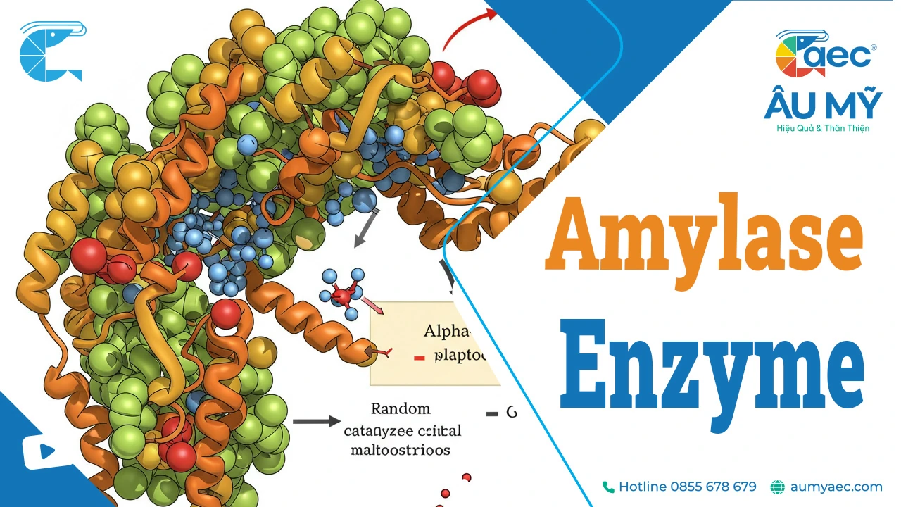 Enzyme amylase là gì? Vai trò và Ứng dụng trong nuôi tôm