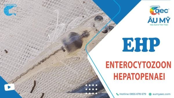 EHP - Enterocytozoon Hepatopenaei: Cập nhật Nguyên nhân, triệu chứng và giải pháp phòng trị hiệu quả