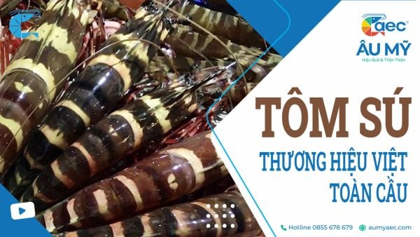 TÔM SÚ LÀ GÌ? NUÔI TRỒNG, PHÂN LOẠI, GIÁ, LỢI ÍCH DINH DƯỠNG