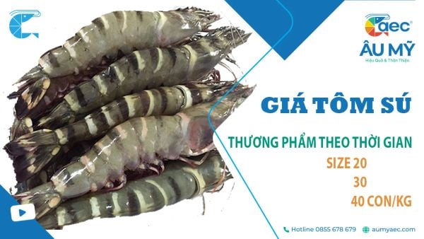 Giá Tôm Sú Size 20 30 40 con/kg theo Thời gian