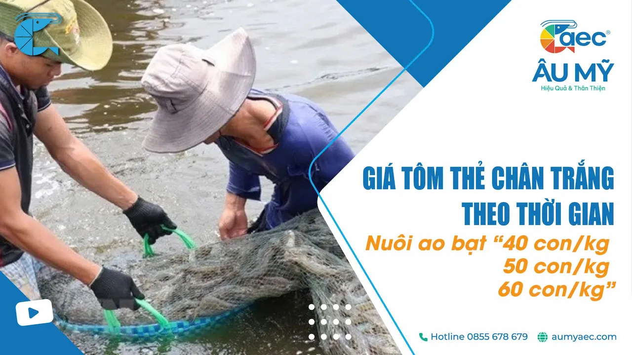 Giá Tôm thẻ Chân trắng loại 40 50 60 con/kg Ao bạt Cập nhật