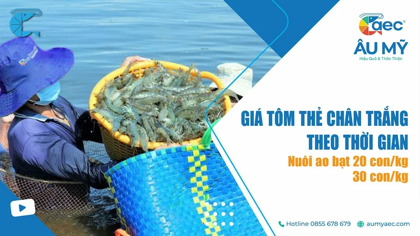 Giá Tôm thẻ Chân trắng Ao bạt, Size 20 25 30 con/kg theo Thời gian