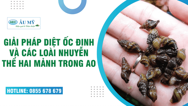 Giải pháp diệt ỐC ĐINH và các loài 2 MẢNH VỎ hiệu quả trong ao nuôi tôm