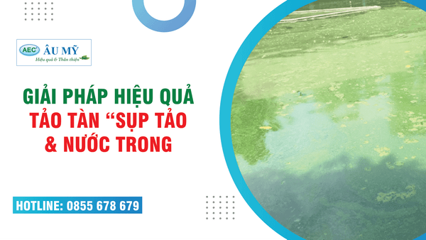 XỬ LÝ AO TÔM NƯỚC TRONG DO TẢO TÀN, SỤP TẢO, LAB-LAB