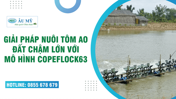 NUÔI TÔM AO ĐẤT CHẬM LỚN - CÓ NGAY GIẢI PHÁP VỚI MÔ HÌNH AEC-COPEFLOCK 63
