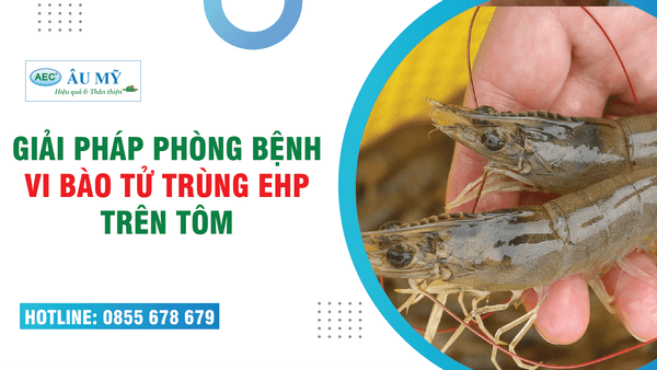 Vi bào tử trùng EHP - Nỗi lo “TÔM CHẬM LỚN” và giải pháp phòng bệnh