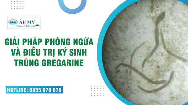 GIẢI PHÁP PHÒNG NGỪA VÀ HỖ TRỢ ĐIỀU TRỊ KÝ SINH TRÙNG GREGARINE TRÊN TÔM MỚI NHẤT